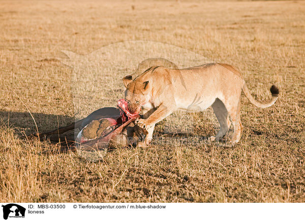 Lwin / lioness / MBS-03500