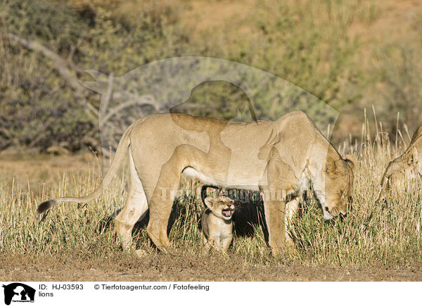 Lwen / lions / HJ-03593