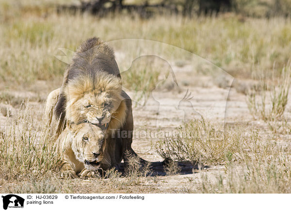 sich paarende Lwen / pairing lions / HJ-03629