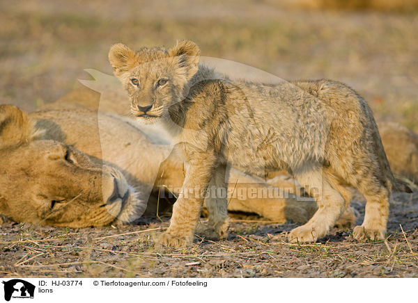 Lwen / lions / HJ-03774