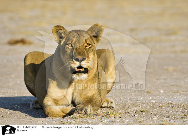 Lwin / lioness / HJ-03786