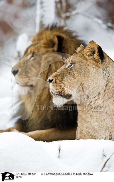 Lwen / lions / MBS-05551
