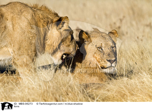 Lwen / lions / MBS-06273