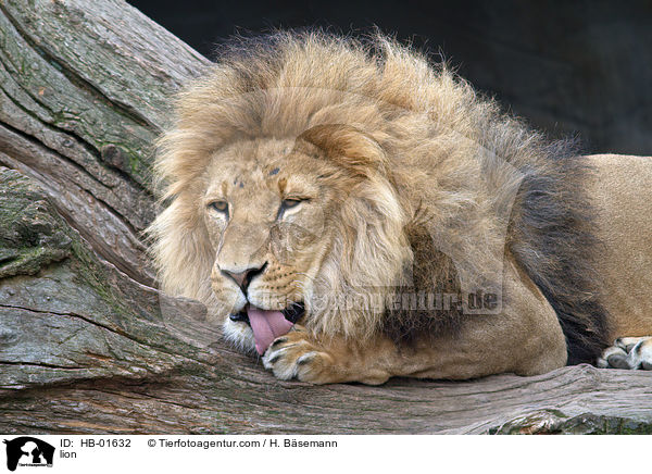 Lwe / lion / HB-01632