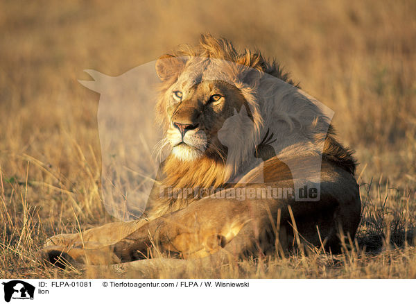 lion / FLPA-01081