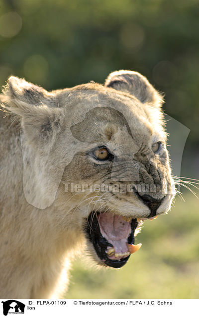 Lwe / lion / FLPA-01109