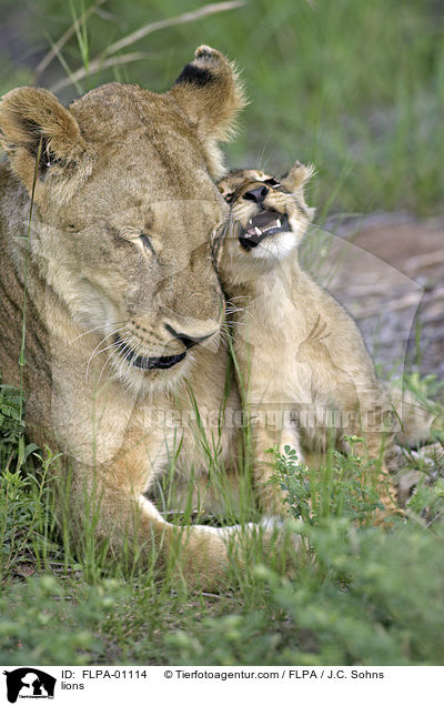 lions / FLPA-01114