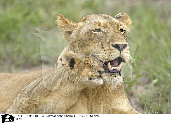 lions / FLPA-01118