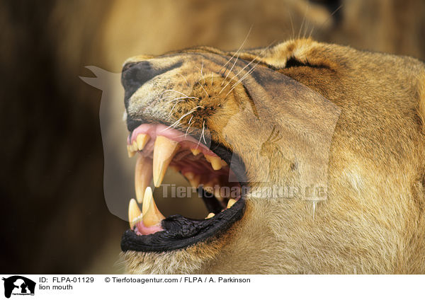 Lwe Maul / lion mouth / FLPA-01129