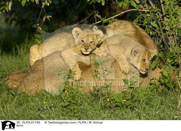 Lwen / lions / FLPA-01146