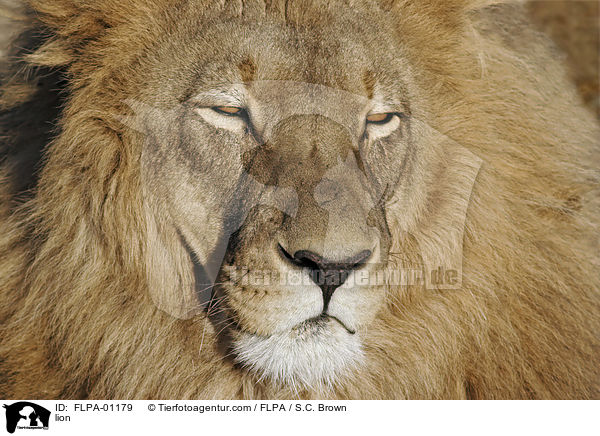 Lwe / lion / FLPA-01179