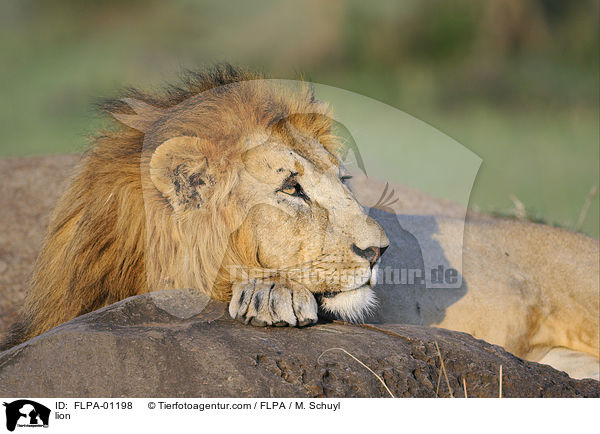 lion / FLPA-01198