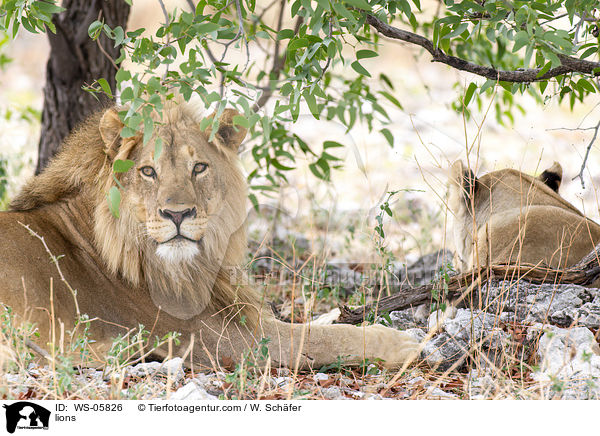 lions / WS-05826
