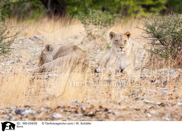 Lwen / lions / WS-05836