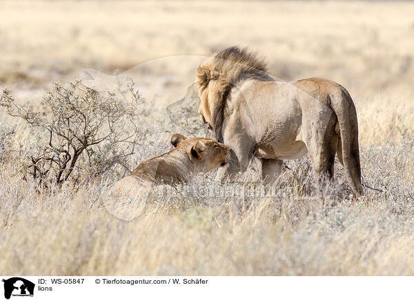 L�wen / lions / WS-05847