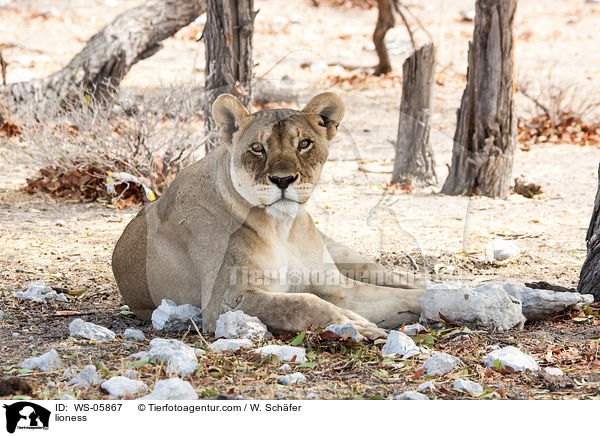 lioness / WS-05867