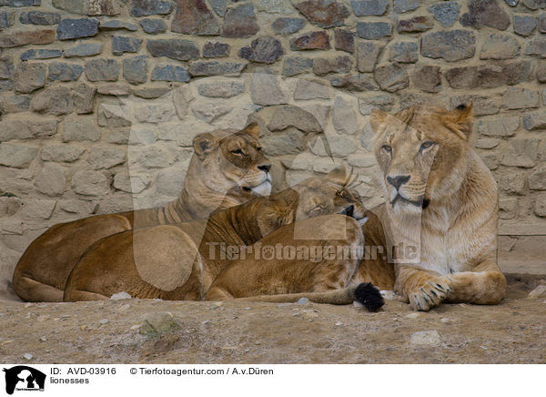 Lwinnen / lionesses / AVD-03916