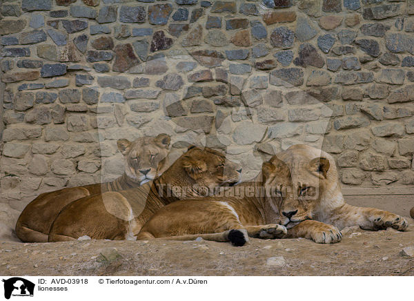 Lwinnen / lionesses / AVD-03918