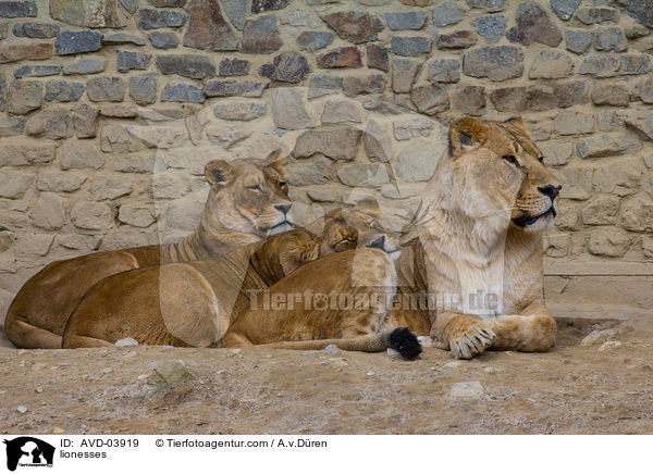 Lwinnen / lionesses / AVD-03919