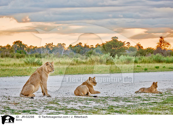 Lwen / lions / JR-02298