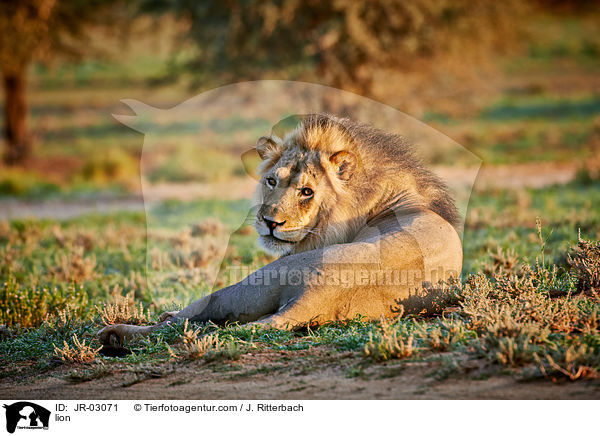 Lwe / lion / JR-03071