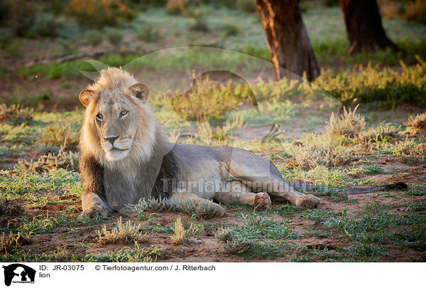 Lwe / lion / JR-03075