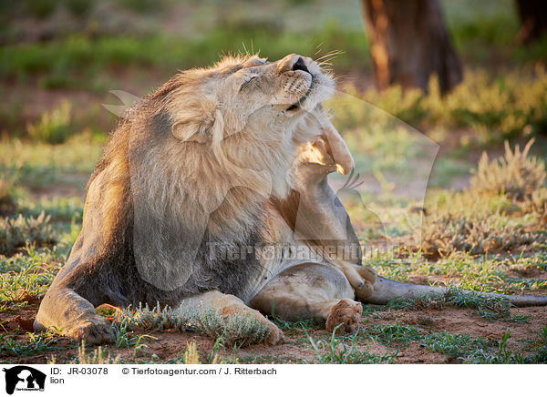Lwe / lion / JR-03078