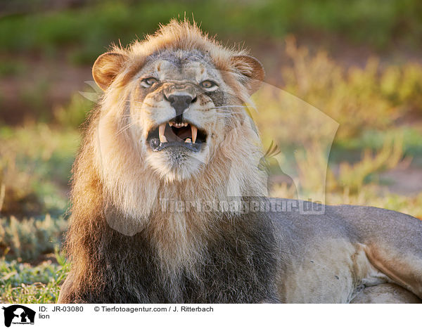 L�we / lion / JR-03080