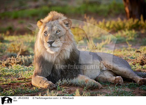 Lwe / lion / JR-03082