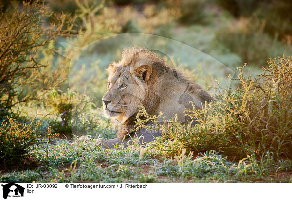 Lwe / lion / JR-03092