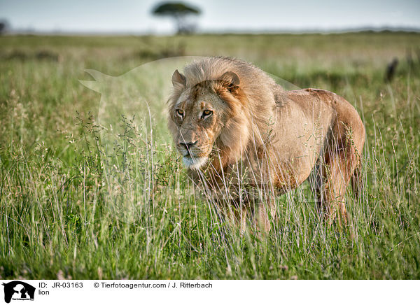 Lwe / lion / JR-03163