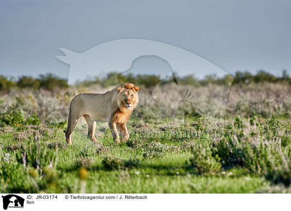 Lwe / lion / JR-03174