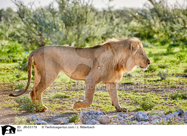 Lwe / lion / JR-03179