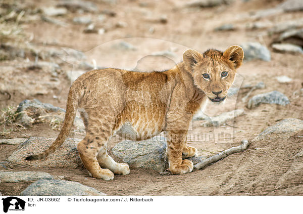 Lwe / lion / JR-03662