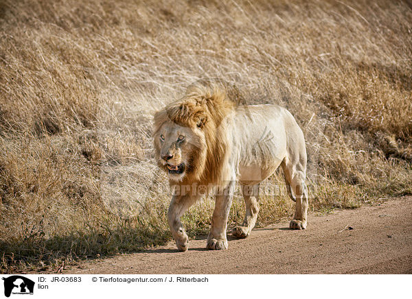 Lwe / lion / JR-03683