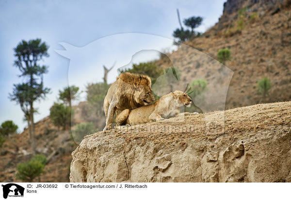 Lwen / lions / JR-03692