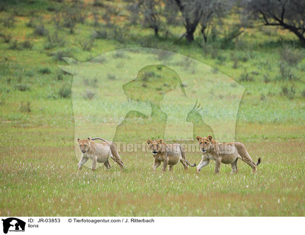 Lwen / lions / JR-03853