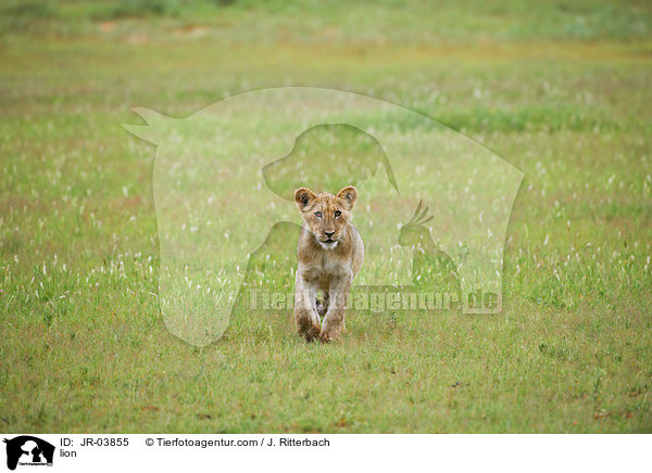 Lwe / lion / JR-03855