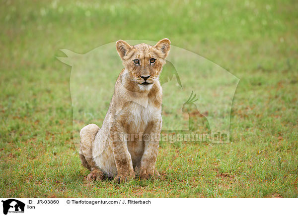 Lwe / lion / JR-03860