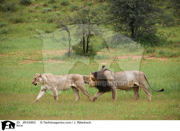 Lwen / lions / JR-03863