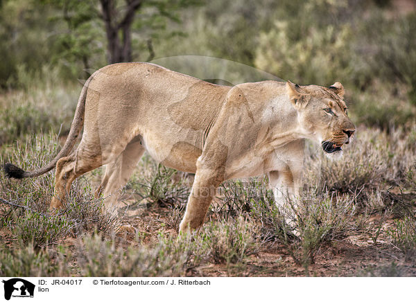 Lwe / lion / JR-04017