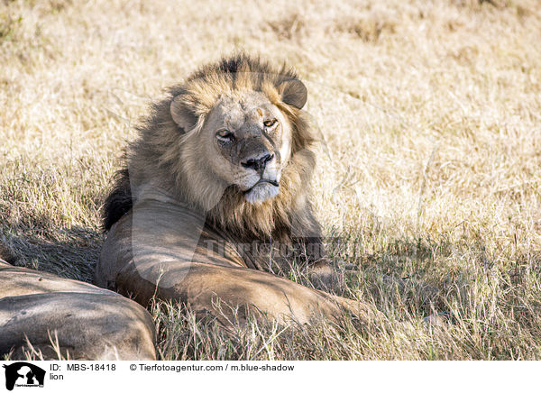Lwe / lion / MBS-18418