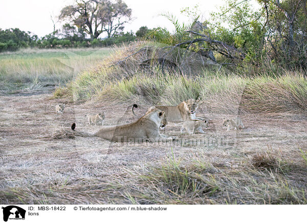 Lwen / lions / MBS-18422