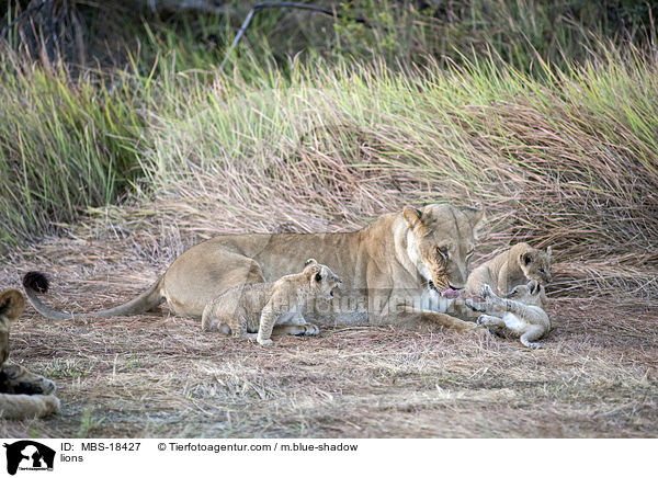 Lwen / lions / MBS-18427