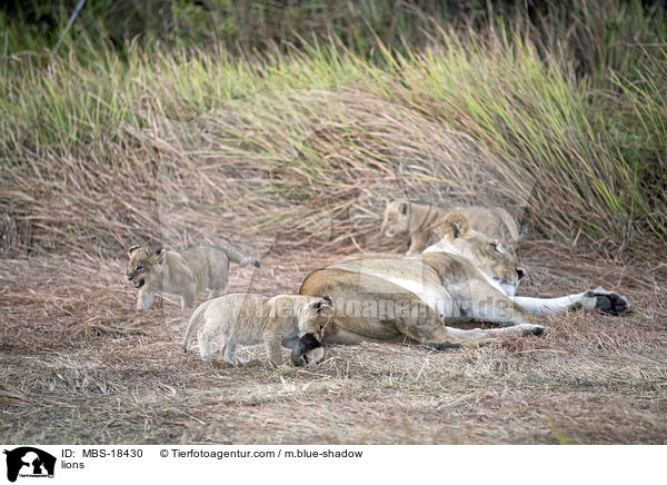 Lwen / lions / MBS-18430