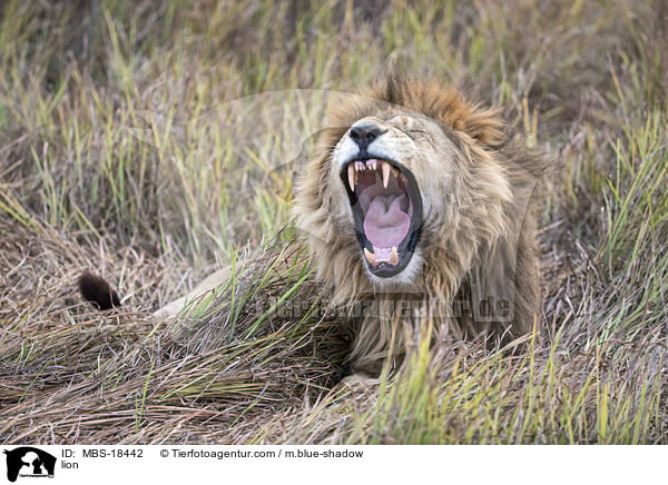 Lwe / lion / MBS-18442