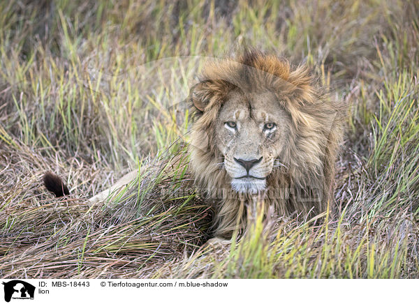 Lwe / lion / MBS-18443