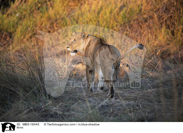Lwen / lions / MBS-18445