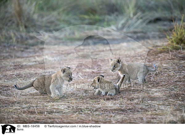 Lwen / lions / MBS-18458