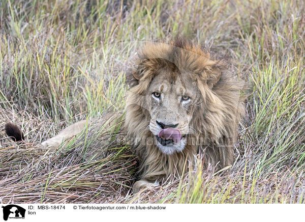 Lwe / lion / MBS-18474